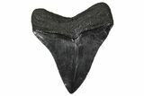 Serrated, Fossil Megalodon Tooth - South Carolina #374751-1